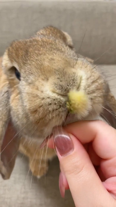 うさぎ あん氏 日常 お出かけ 飼い主 クッキー たんぽぽ ストック 収穫