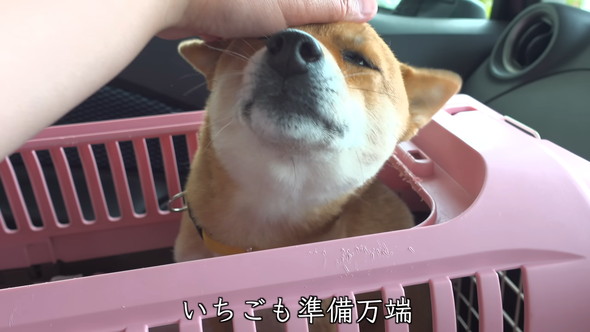 なでられているワンコ