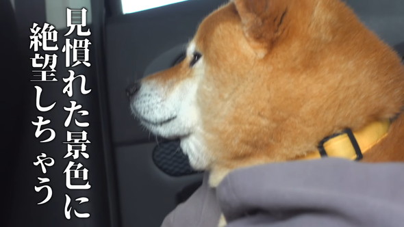 悲しそうなワンコ