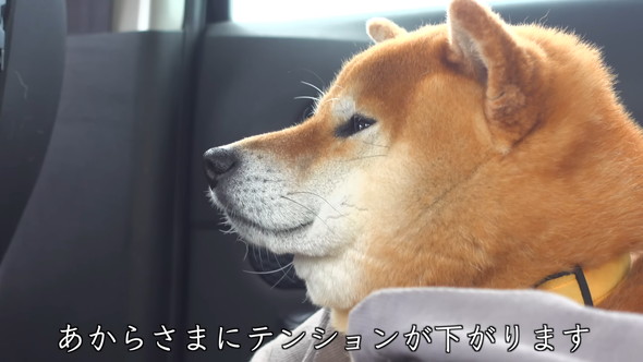 落ち込んでいるワンコ