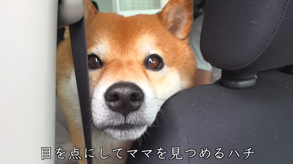 目が点になっているワンコ