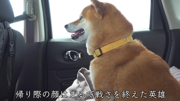 誇らしげなワンコ