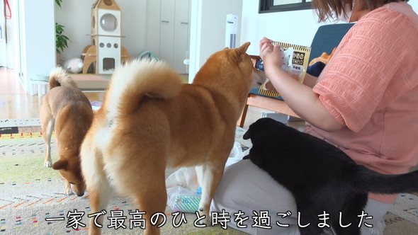 みんなでおやつを食べるワンコ