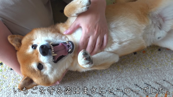 楽しそうなワンコ