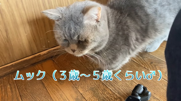 猫