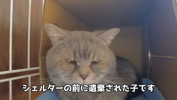 遺棄されていた猫ちゃん