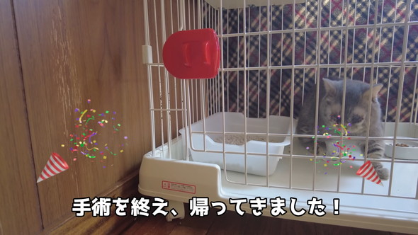 術後の猫ちゃん