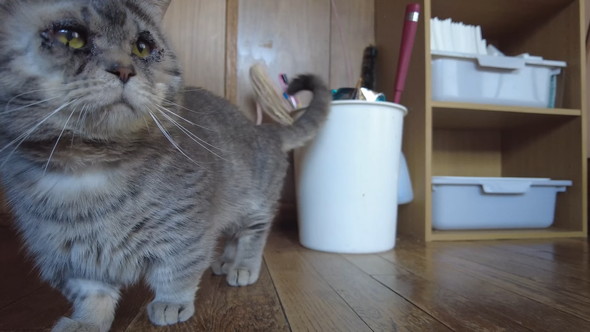 まぶたの手術を終えた猫ちゃん