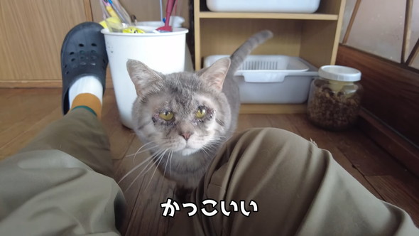 まぶたの手術を終えた猫ちゃん
