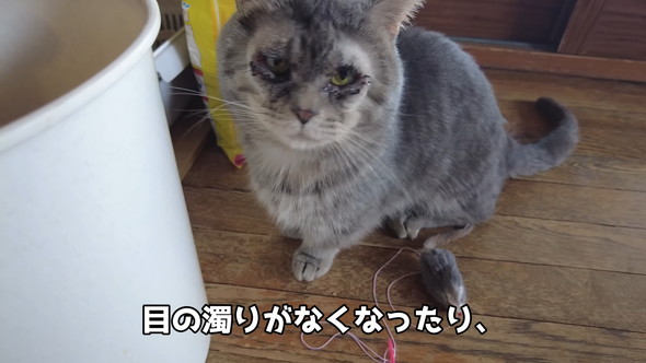 まぶたの手術を終えた猫ちゃん