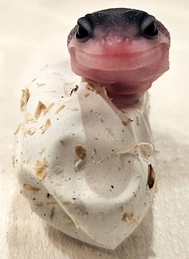 卵から顔を出すトカゲ