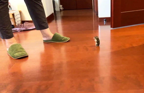 立ってるハムスター