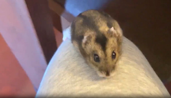 足登るハムスター