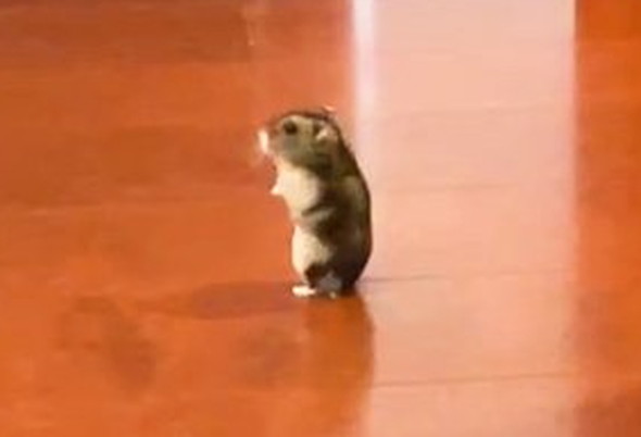 立ってるハムスター