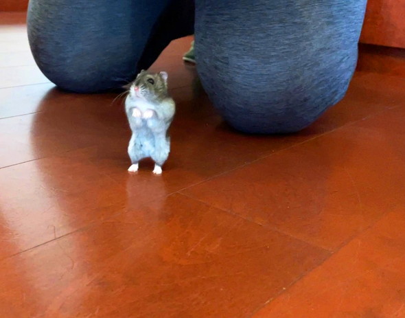 立ってるハムスター