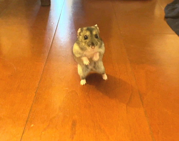 立ってるハムスター
