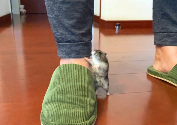 立ってるハムスター