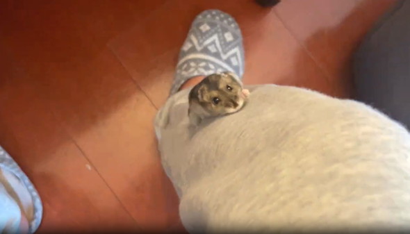 足登るハムスター