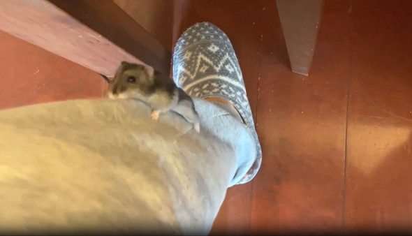 足登るハムスター