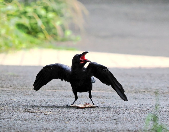 鳴いている子ガラス