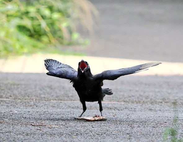 鳴いている子ガラス