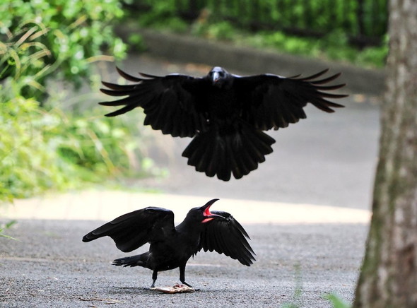 鳴いている子ガラス