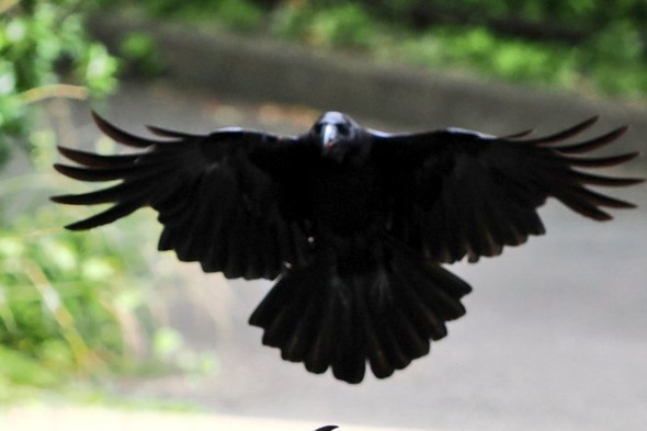 鳴いている子ガラス