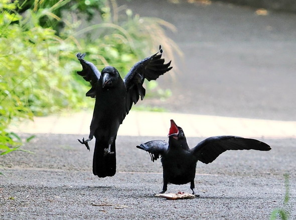 鳴いている子ガラス