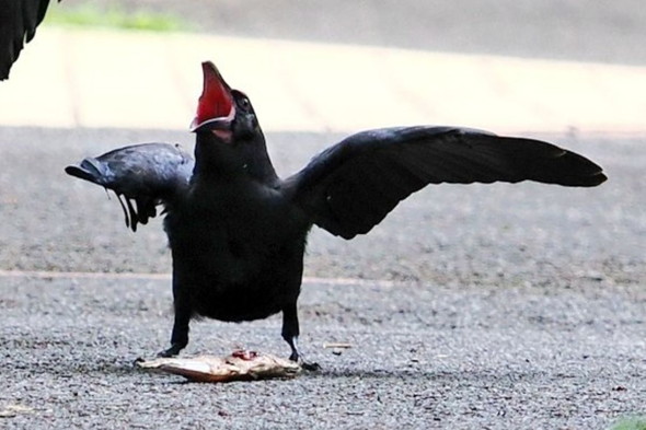 鳴いている子ガラス