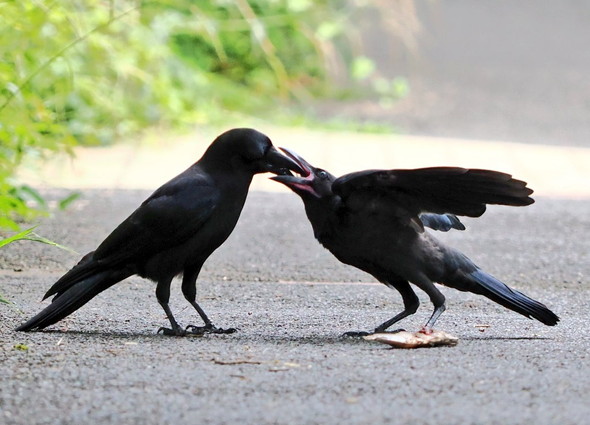 ご飯中の子ガラス