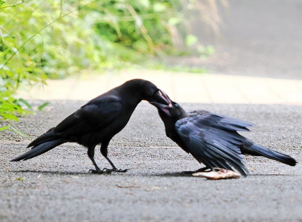 ご飯中の子ガラス