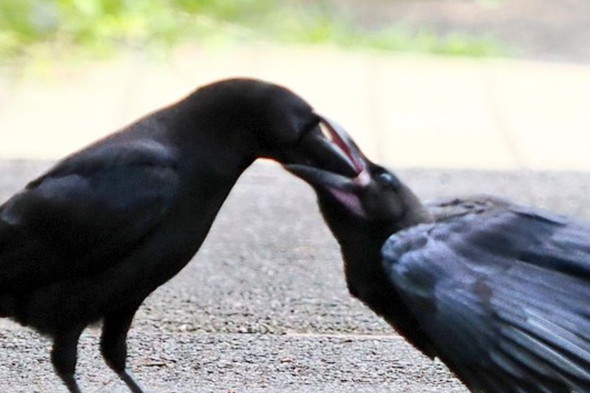 ご飯中の子ガラス