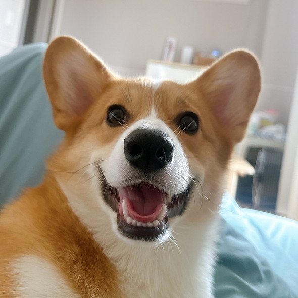 笑顔のコーギーのワンコ