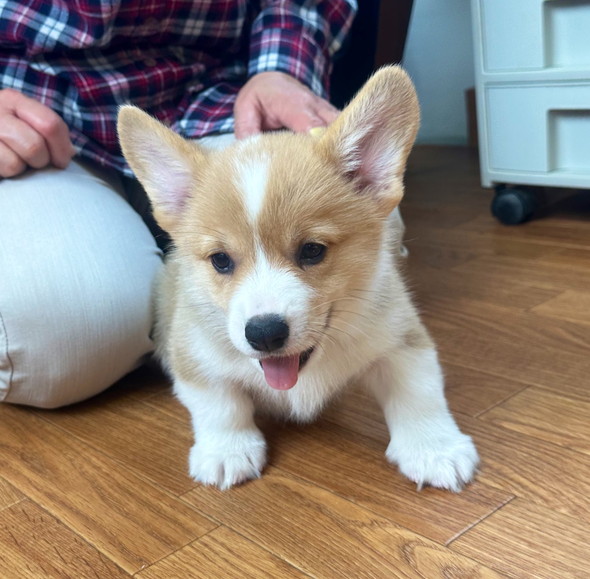 小さいコーギーのワンコ