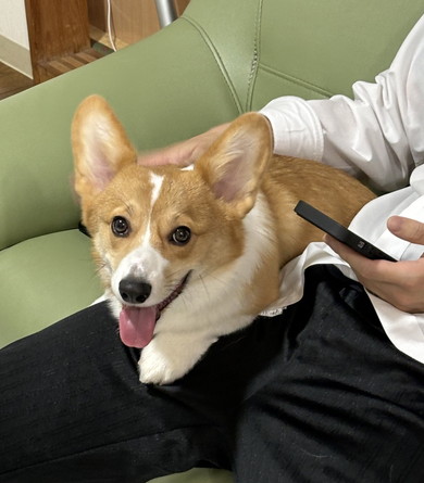 笑顔のコーギーのワンコ