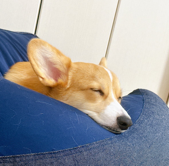 寝ているコーギーのワンコ