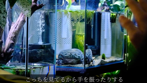 食べる物を間違えたバジェットガエル