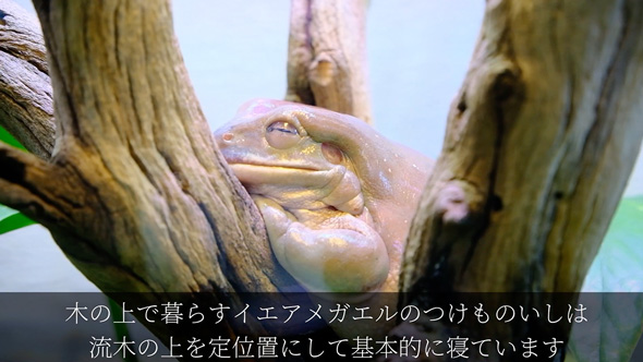 食べる物を間違えたバジェットガエル