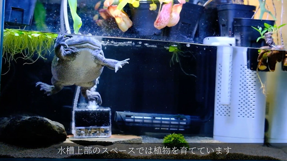 食べる物を間違えたバジェットガエル