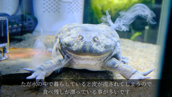 食べる物を間違えたバジェットガエル