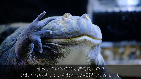 食べる物を間違えたバジェットガエル