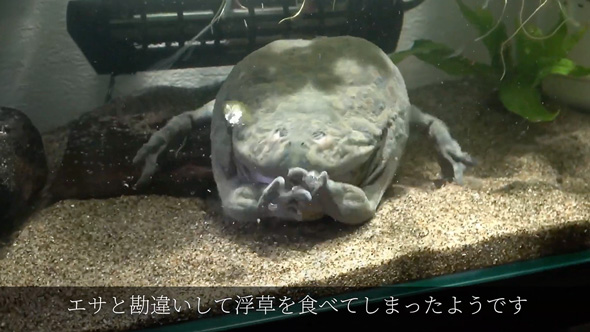 食べる物を間違えたバジェットガエル