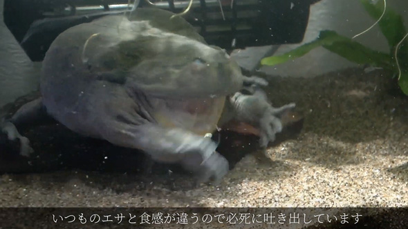 食べる物を間違えたバジェットガエル