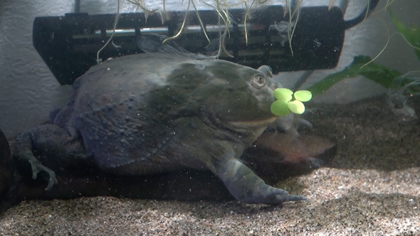 食べる物を間違えたバジェットガエル