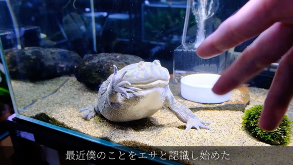 食べる物を間違えたバジェットガエル