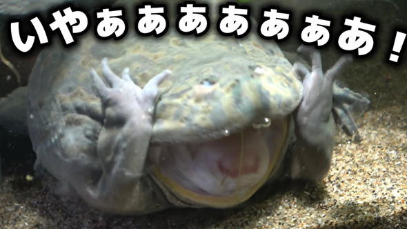 食べる物を間違えたバジェットガエル