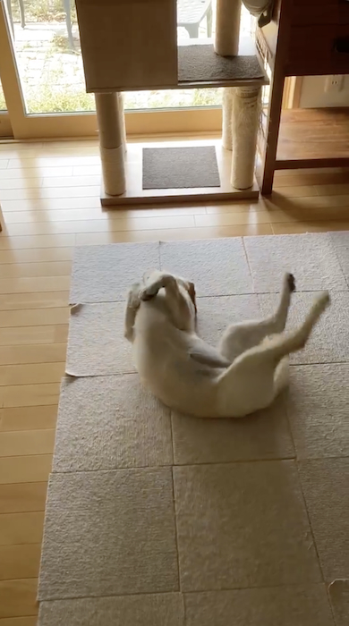 のた打ちまわる犬