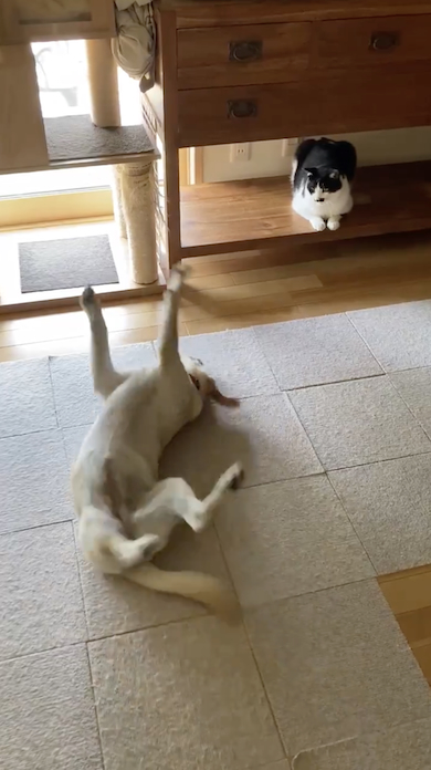 のた打ちまわりながら猫に近づく犬