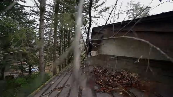 50万円で買った別荘の周囲に生えている木を切ったら屋根に直撃