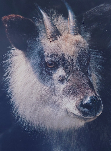 ニホンカモシカ